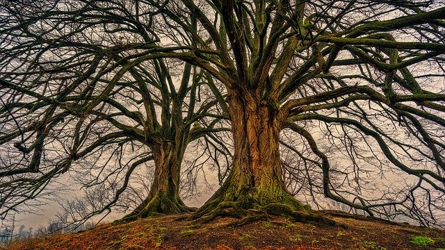Arbol de leña